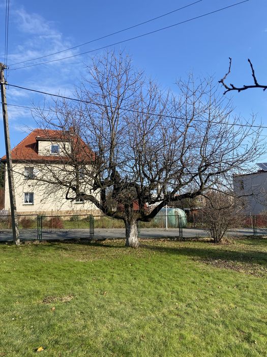 Ścięcie dwóch drzew owocowych