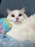 Tosia - kotka do adopcji / koteczka Ragdoll kocięta samiczka FPL