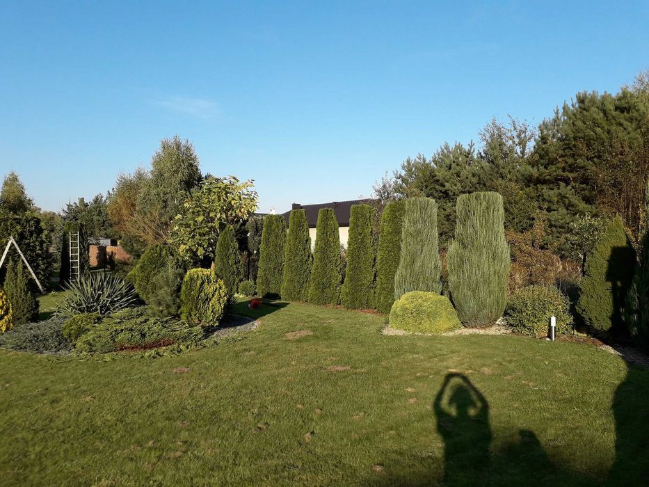 sprzątanie usuwanie rozdrabnianie gałęzi z działek rębakiem Lutomiersk