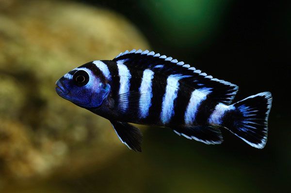 Rybki pyszczaki Pseudotropheus demasoni