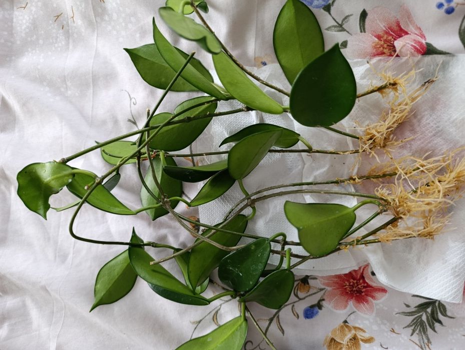 Ukorzenione sadzonki hoi sp. Maehongsorn EPC-190