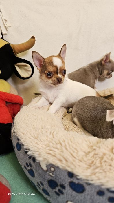 Класнючий хлопчик, КСУ