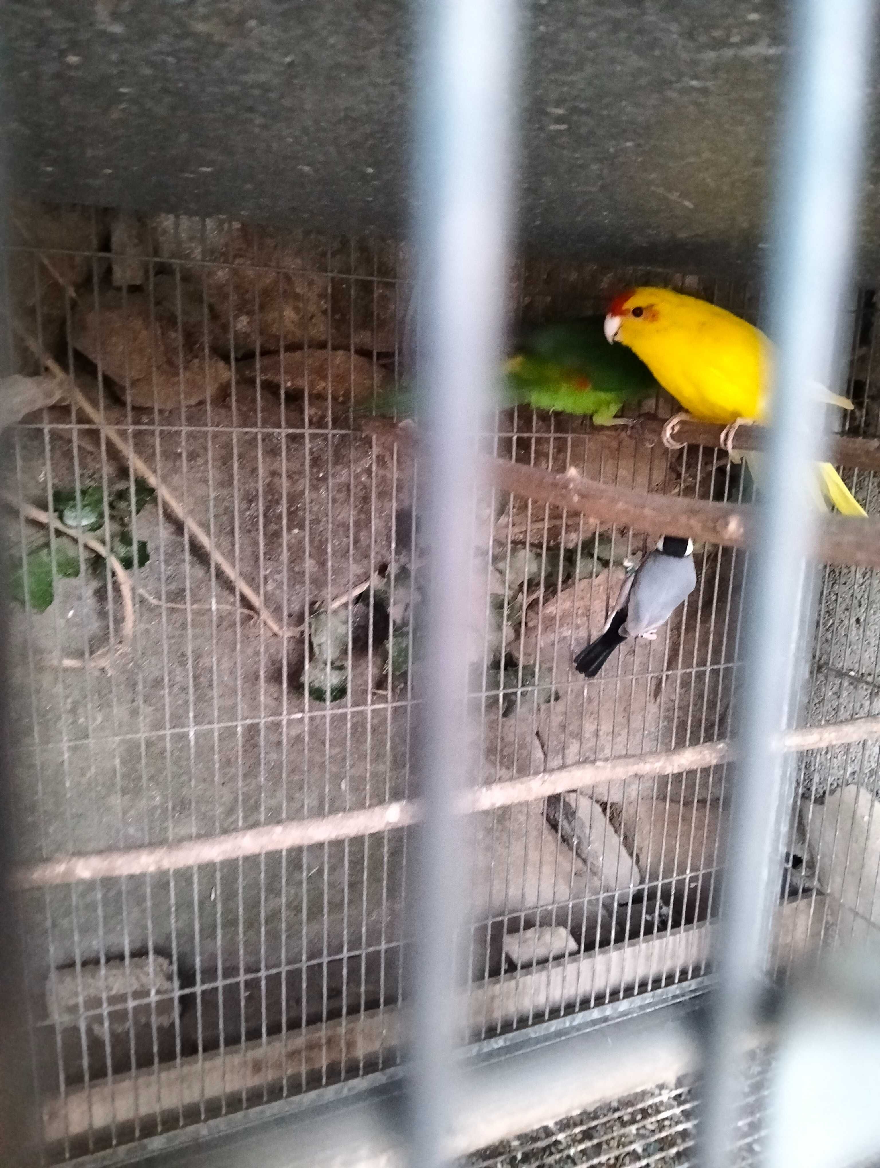Ring necks, kakarikis e pardal de java