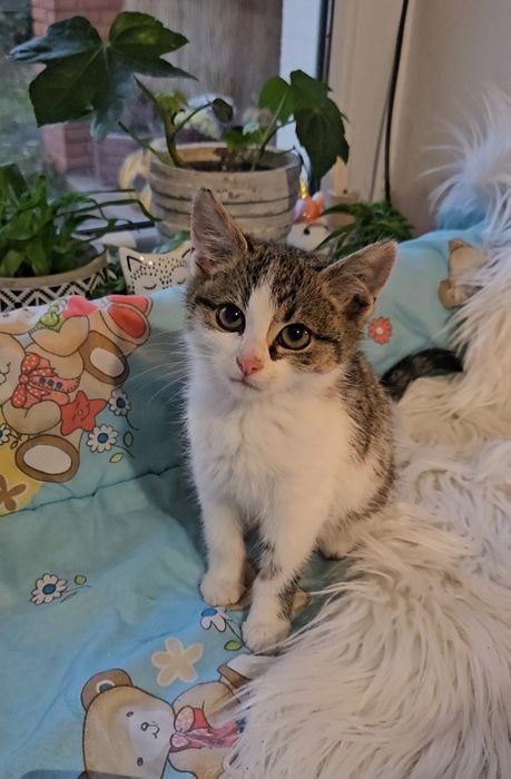 Oddam zadbane kocięta