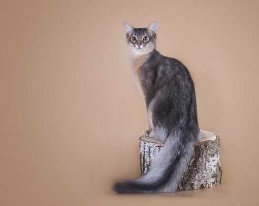 Сомалийские котята