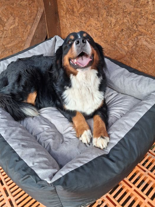 Sunia bernenski pies pasterski