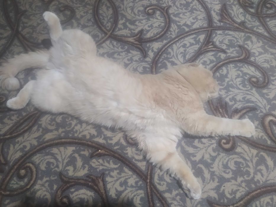 Гарний вислоухий  котик чекає дівчинку на в'язку