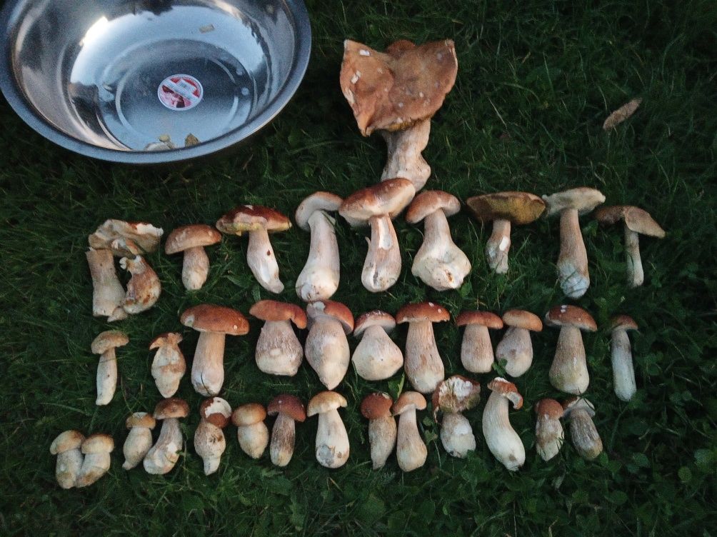 Продам білі сухі гриби і свіжі.