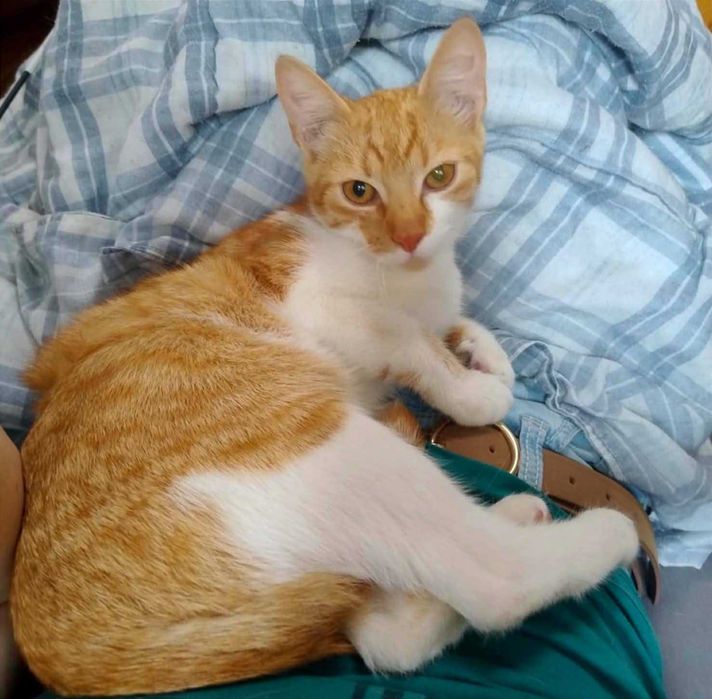 Pilne!! 3 mcz rodzeństwo czeka na odpowiedzialną adopcję TOZ Łódź