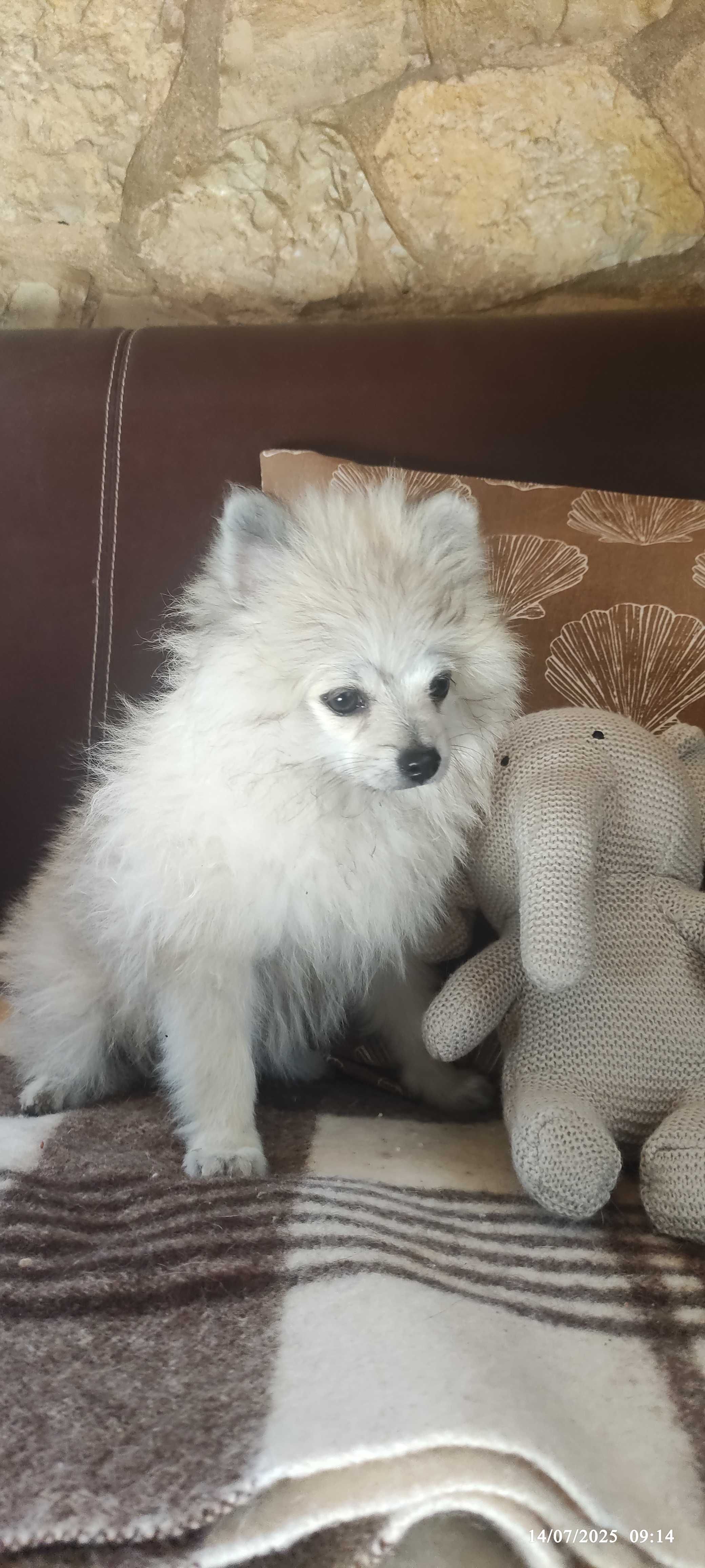 Spitz- Lulu da Pomerânia