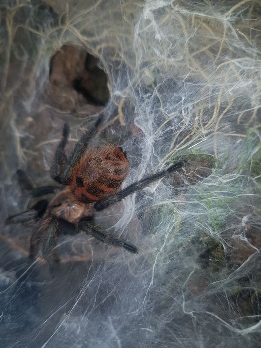 Chromatopelma cyaneopubescens L5-L6 – młody ptasznik