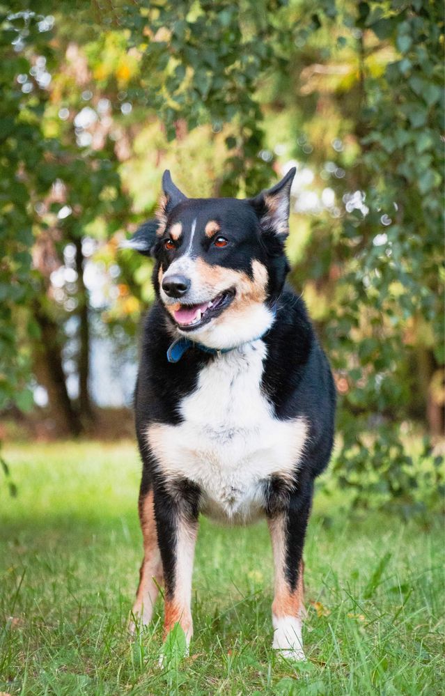 Moli w typie border collie szuka domu