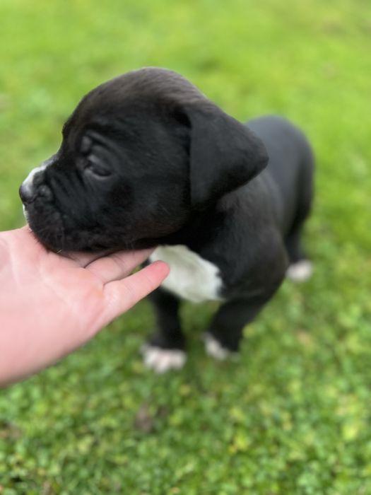 Порода — Стаффордширський тер’єр (стафф)