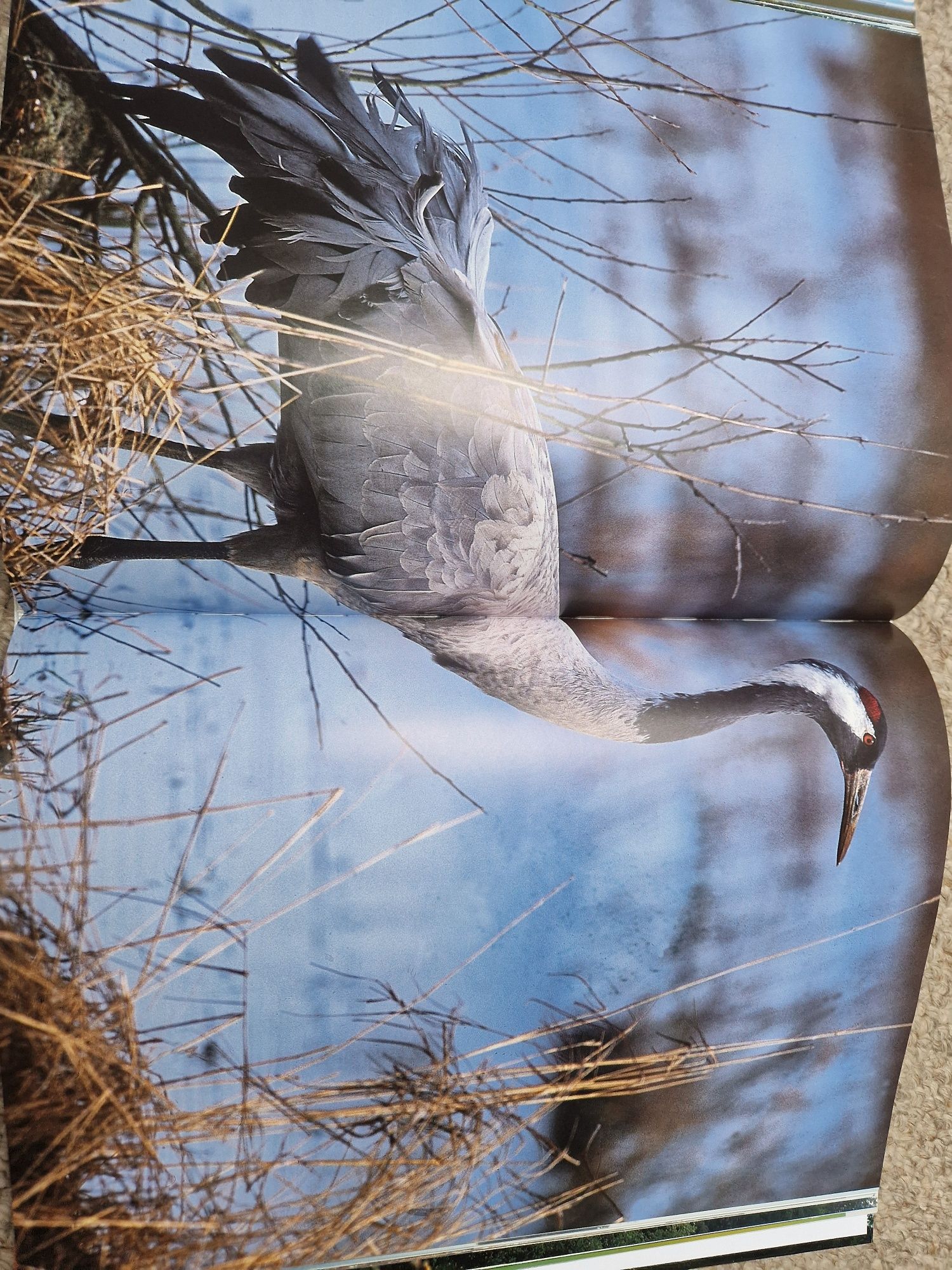 Album fotograficzny Les plus beaux coins de naturę en Belgique.