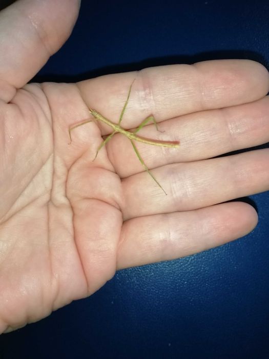 Палочники анамські, анамський палочник