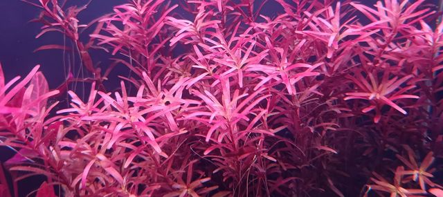 Rotala blood red