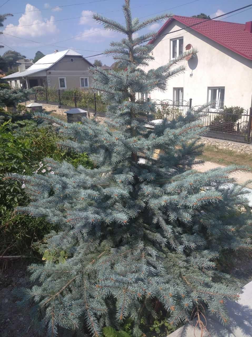 Ялина (Голуба) для декору та саду