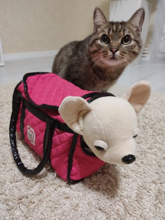 Кіккі собачка в сумке