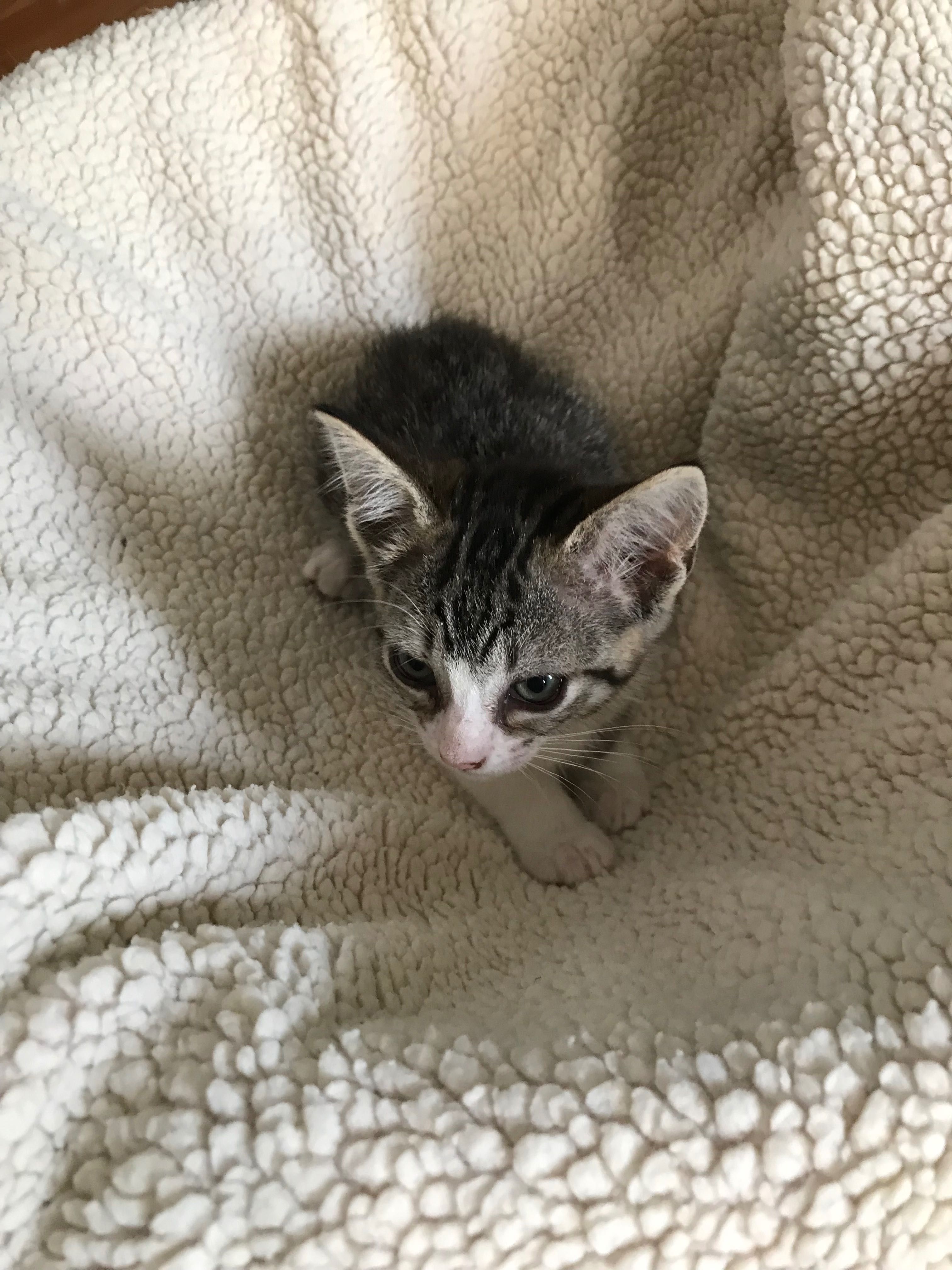 Gatinha fêmea bonita 2 meses para adoção dar branco, cinza, listras