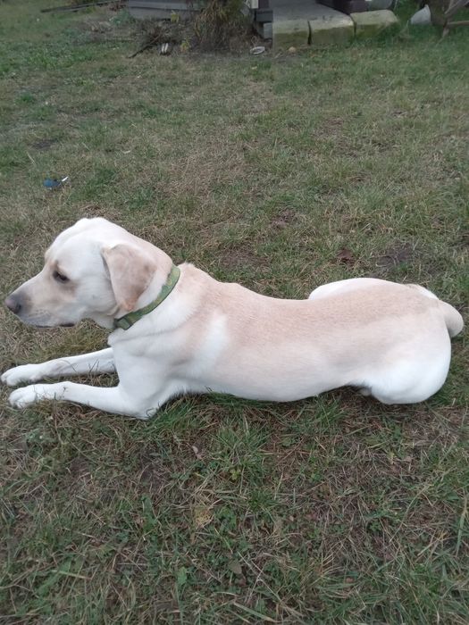 Лабрадор хлопчик Санни - вязка/случка