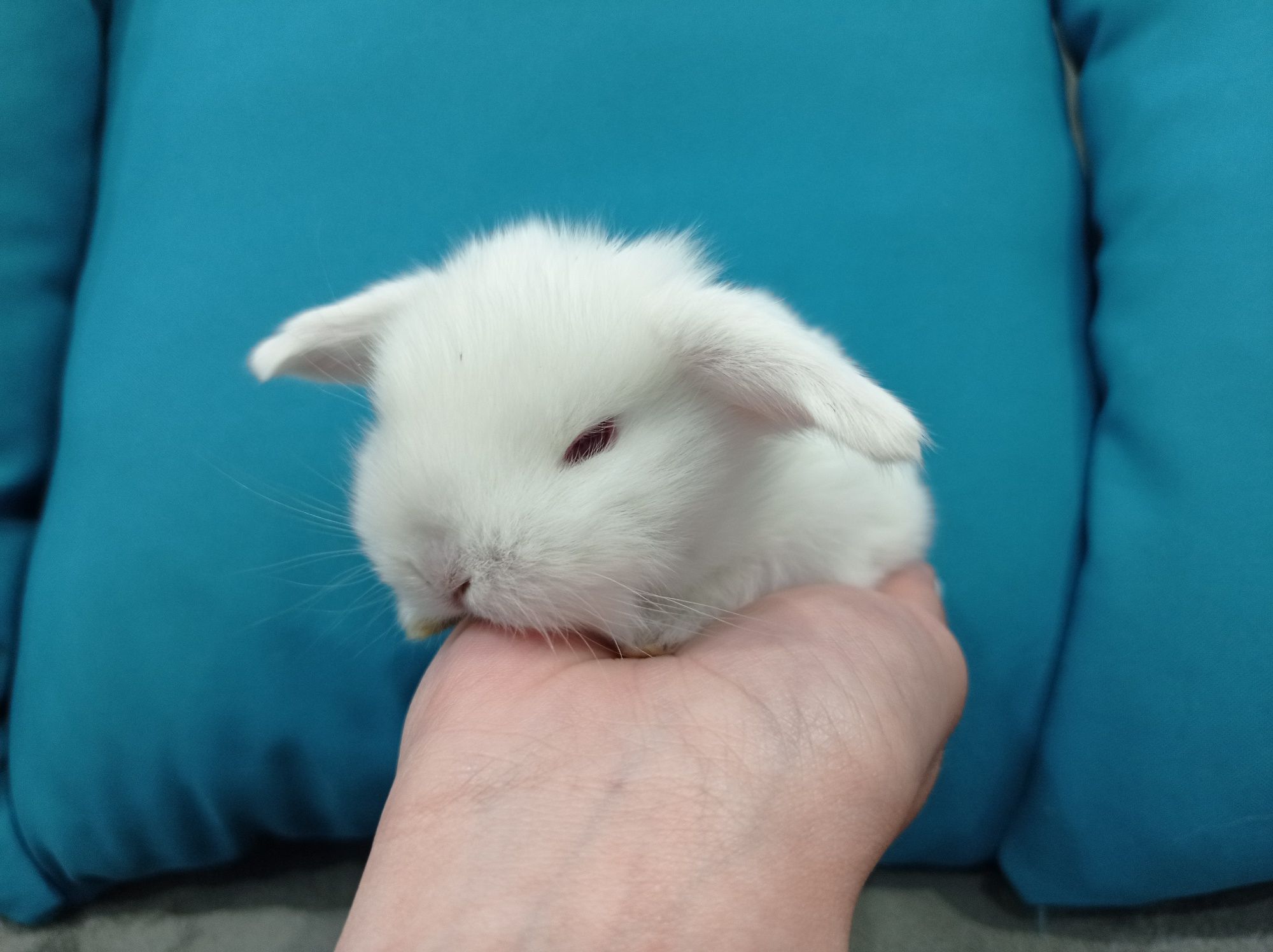 Mini lop Karzełek Niderlandzki hodowla króliczków