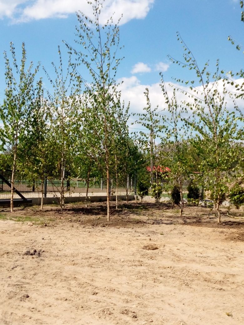 Sadzonki brzozy "Betula Pendula"!!!