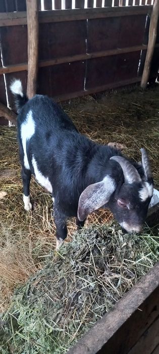 Продаю Англо-нубійський козлик