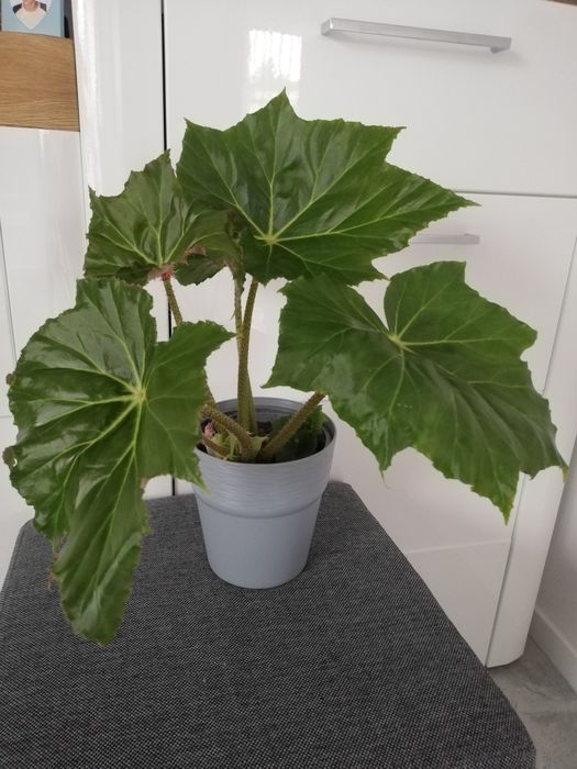 Begonia Ricinifolia Immense sadzonka