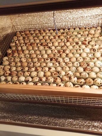 Инкубационное яйцо Фараон, Феникс, Техасс бройлер. Суточные перепела.