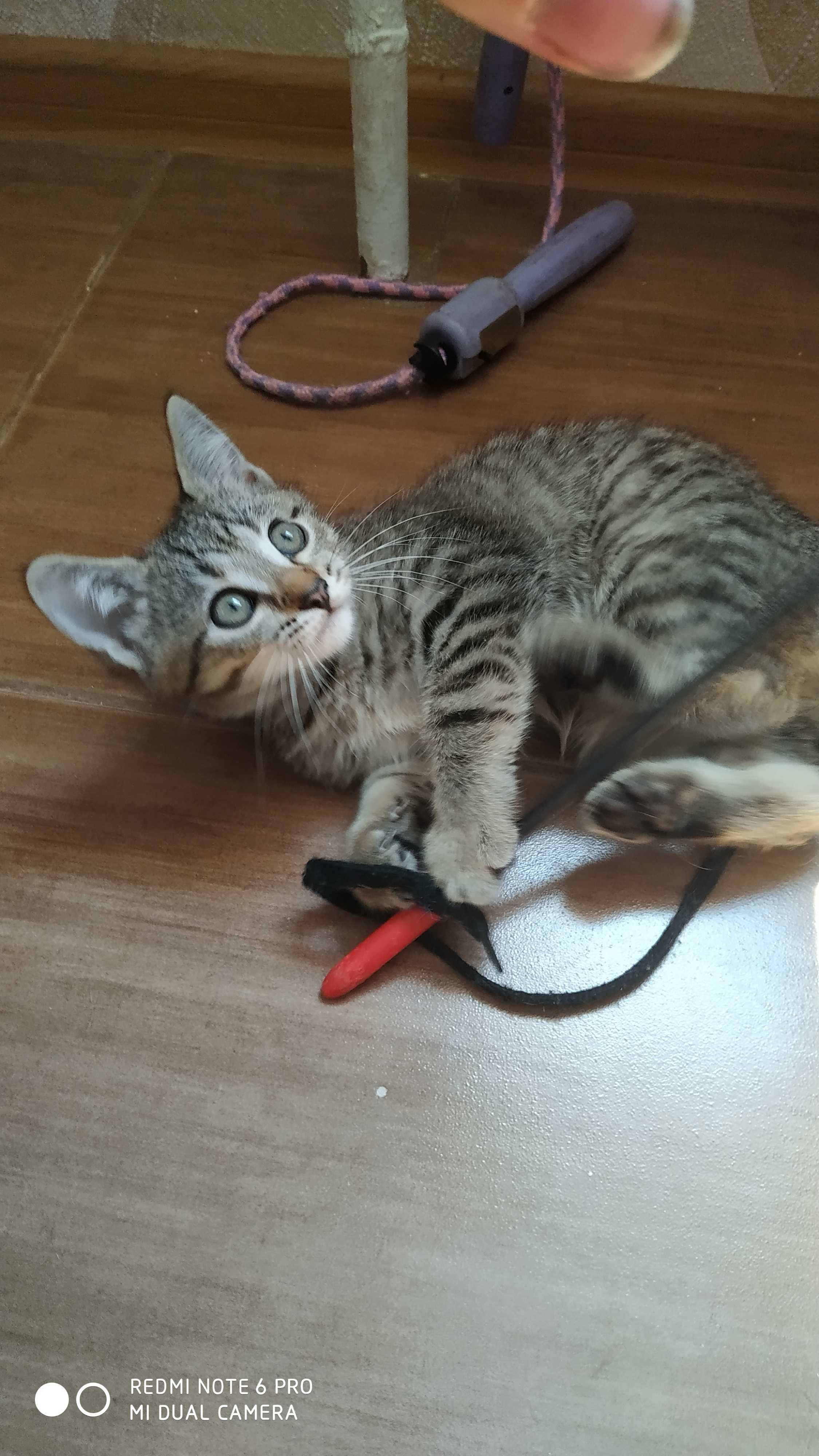 Котенята в добрі руки