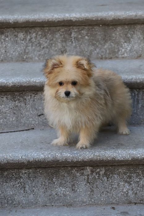 Йорк+ пудель мальчик