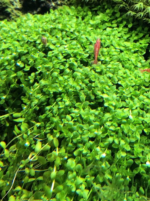 Micranthemum Monte carlo