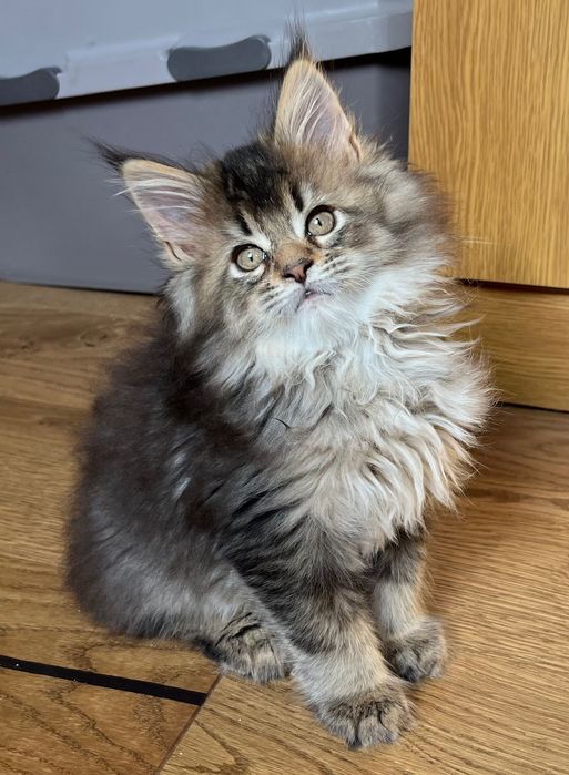 Magiczny PUCHATY CZARNY TICKED kocurek Maine Coon