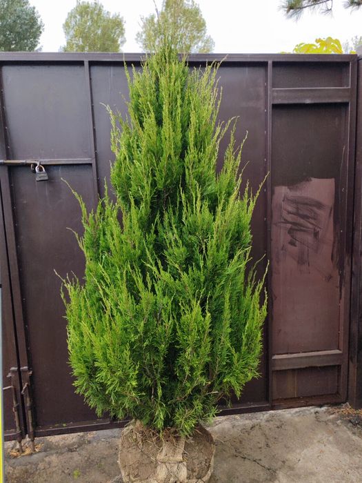 Ялівець Спартан розмір 1.6-1.8м