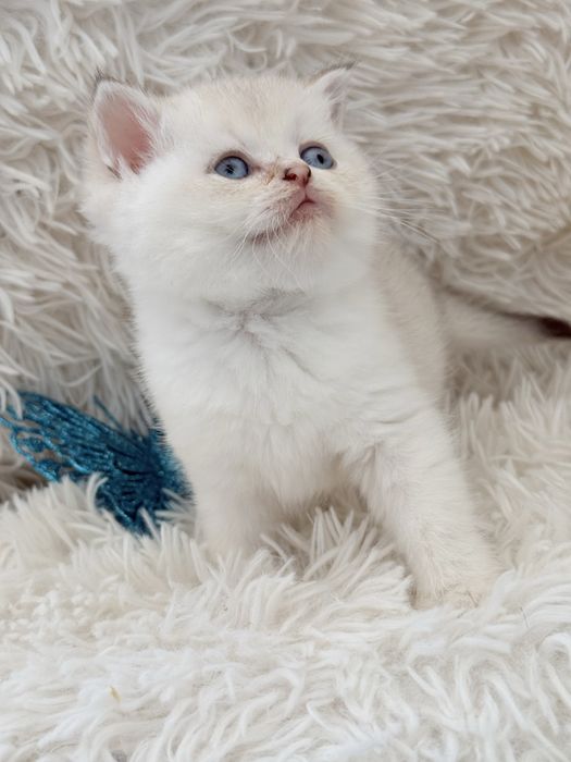 Macho scottish stright