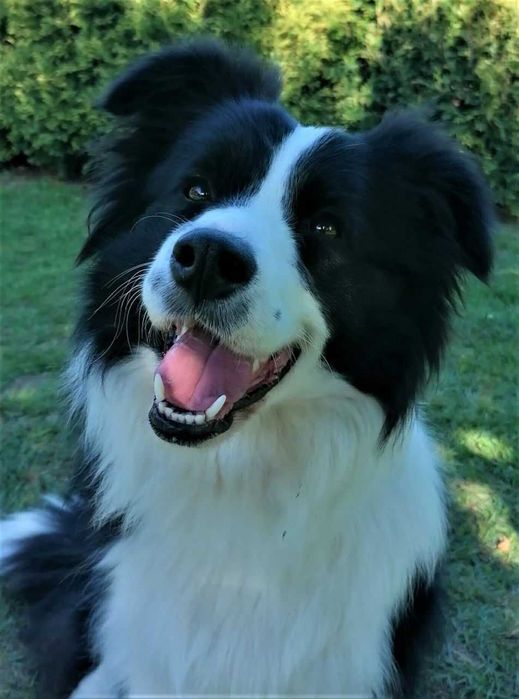 Border Collie ZKwP/FCI