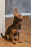 Chihuahua- Sable Piesek