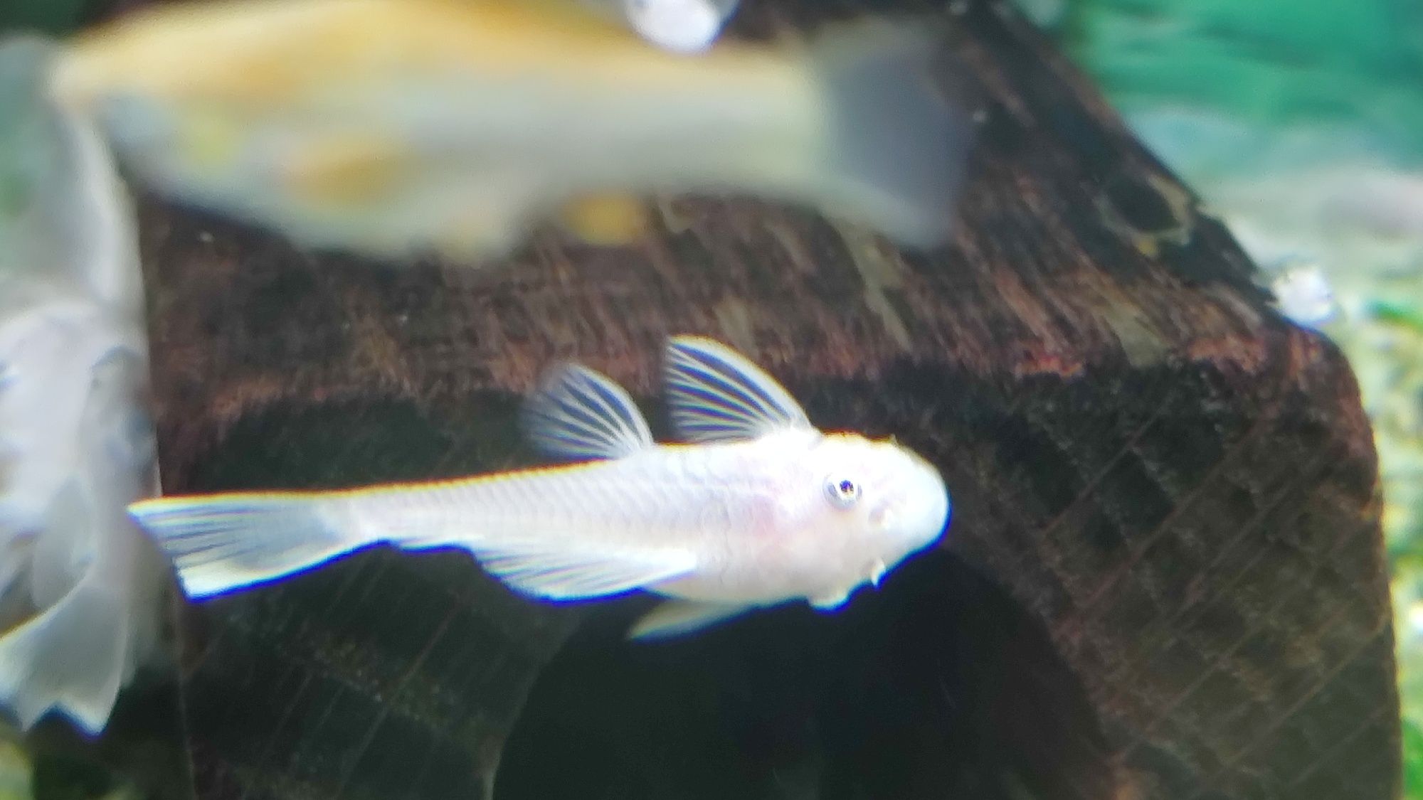 Ancistrus Snow White / Glonojad / Znana płeć / WYSYŁKA