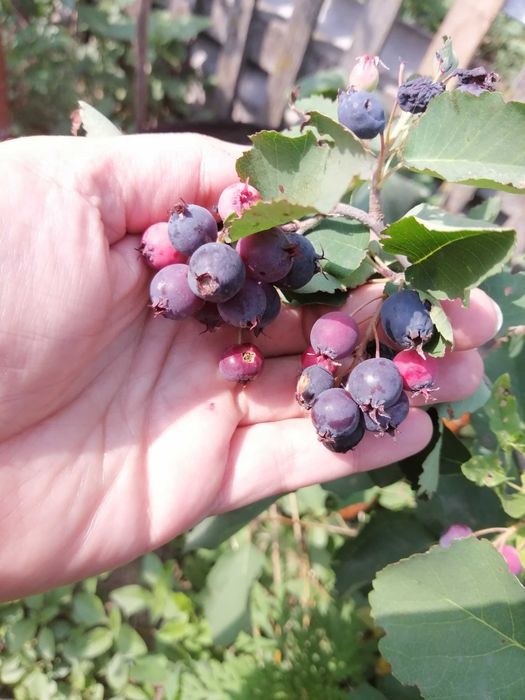 Продам саджанці ірги