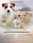 REPRODUKTOR Jack Russell Terrier FCI Champion PL,badania CLEAR