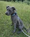 Piękna suczka AMERICAN STAFFORDSHIRE Terrier
 To w tytule