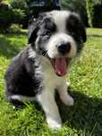 Piesek Border Collie