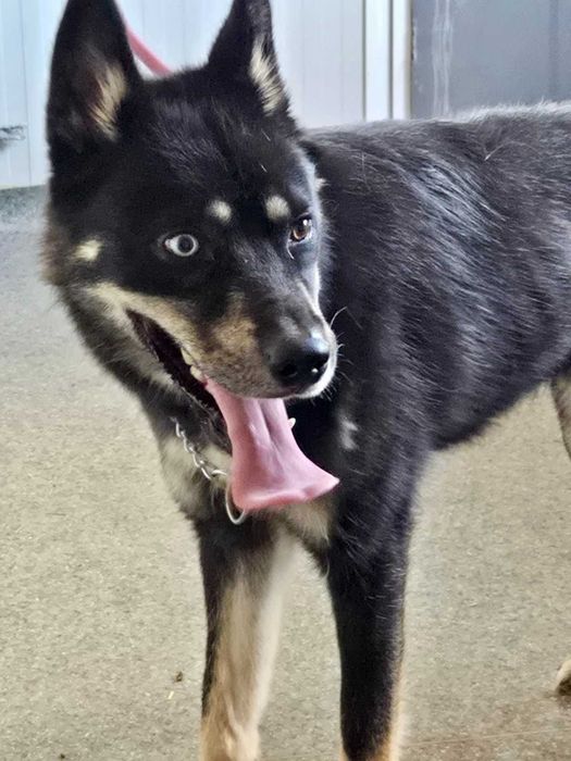 REKSI  pies o jasnym oku i złotym sercu. Uratowany w Bułgarii