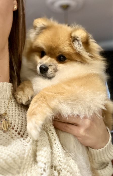 Pomeranian sliczna suczka szpic miniaturowy ZKwP
