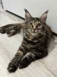 Kotka Maine coon