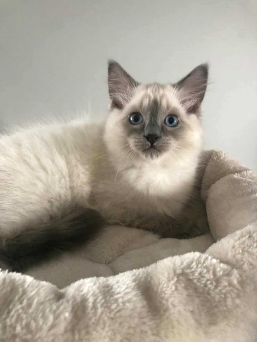 OKAZJA! Kocurek rasy Ragdoll