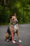 Piękna Nuka w typie Airedale terier, adopcja za darmo oddam