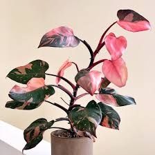 Филодендрон Черный принц, Біркін, розова принцеса, вайт, сільвер