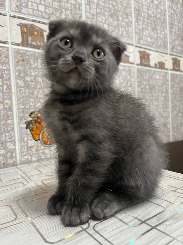 Котик шотландець висловухий