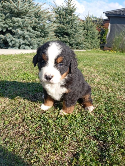 Berneński pies pasterski